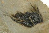 Spiny Leonaspsis Trilobite - Morocco #186704-3